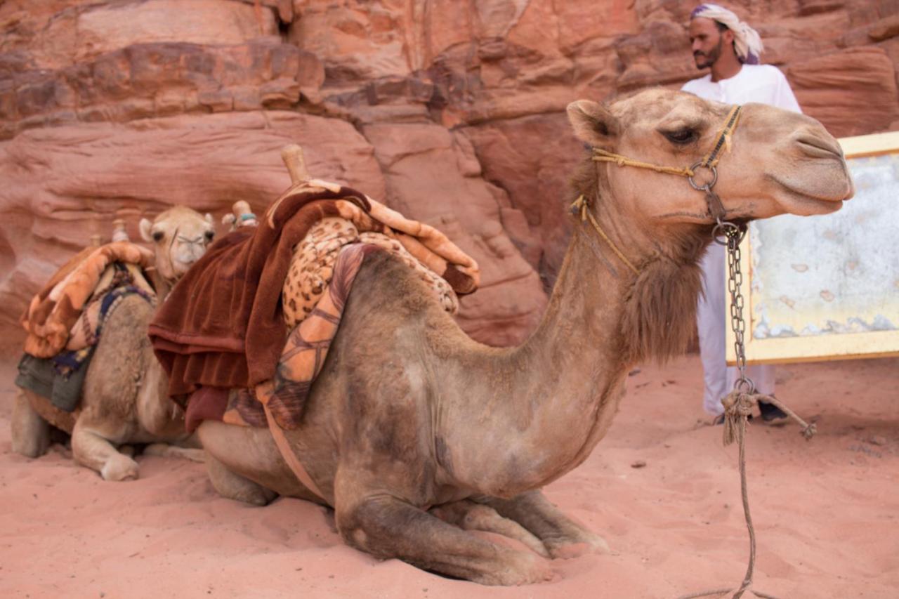 Wadi Rum Desert Home Eksteriør bilde