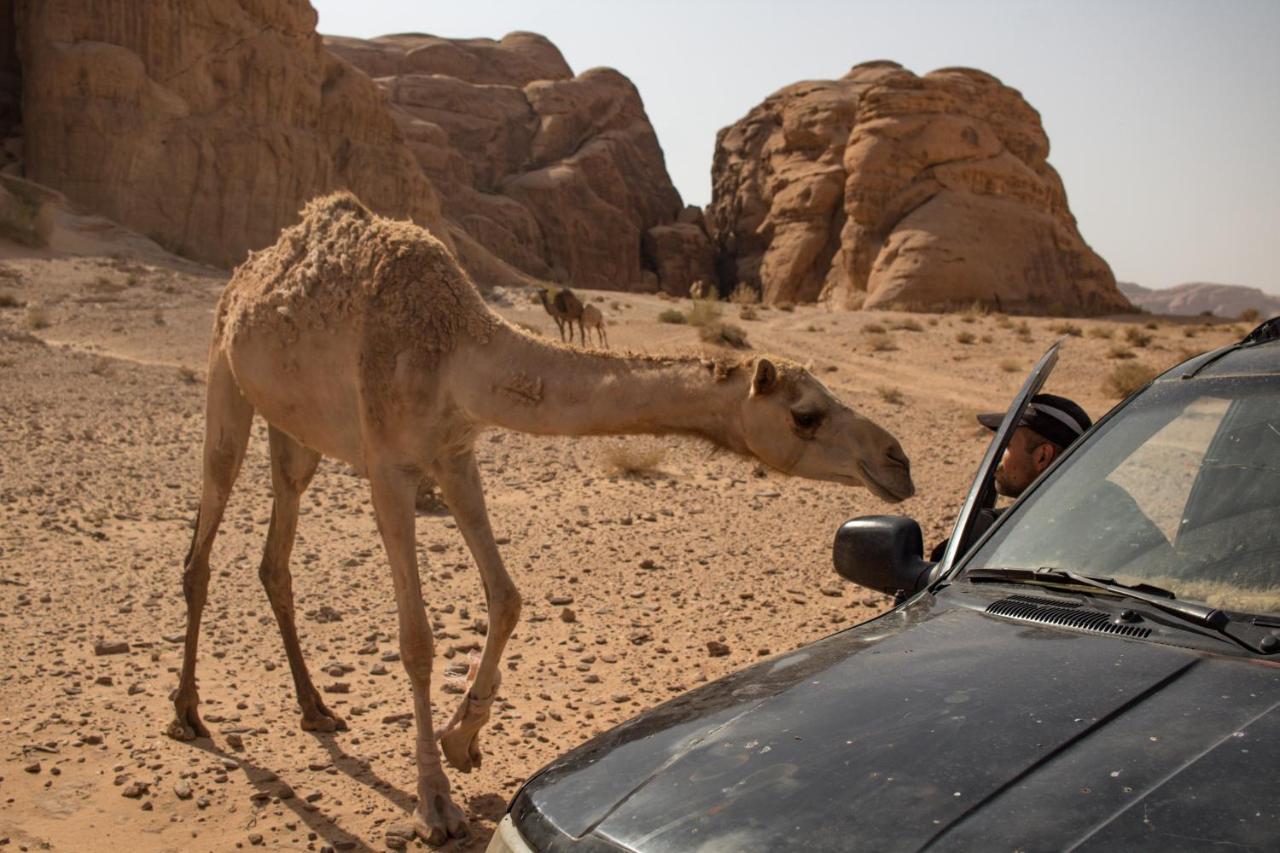 Wadi Rum Desert Home Eksteriør bilde